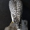 Beautifully taxidermy mature gyrfalcon