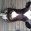 Beautifully taxidermy head of a cow.