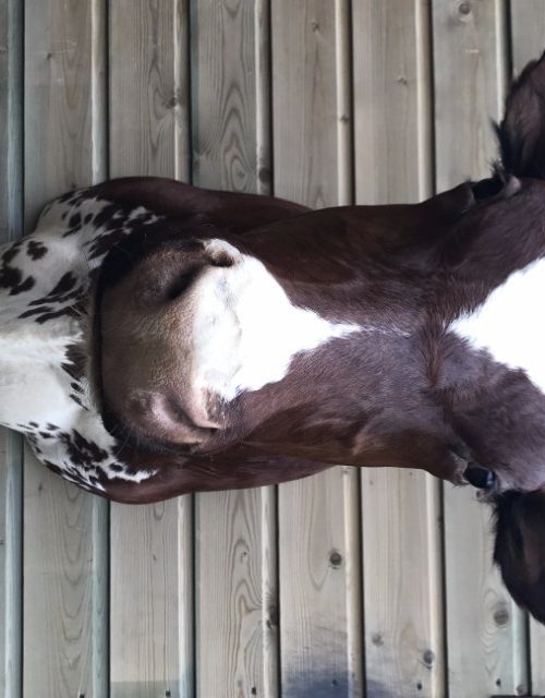 Beautifully taxidermy head of a cow.