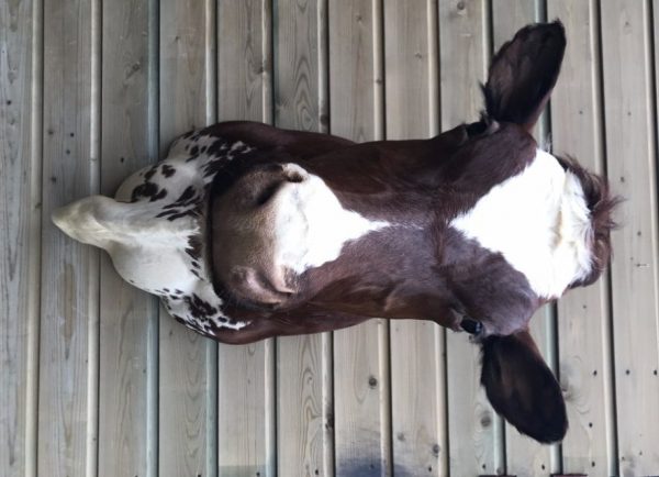 Beautifully taxidermy head of a cow.