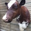 Beautifully taxidermy head of a cow.