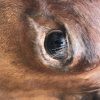 Beautifully taxidermy head of a cow.