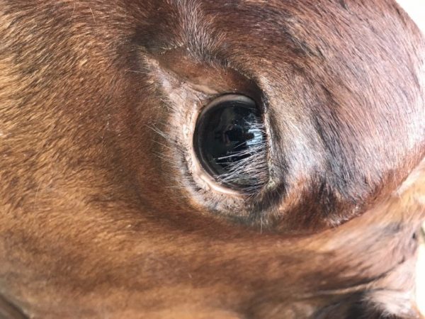 Beautifully taxidermy head of a cow.