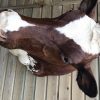 Beautifully taxidermy head of a cow.