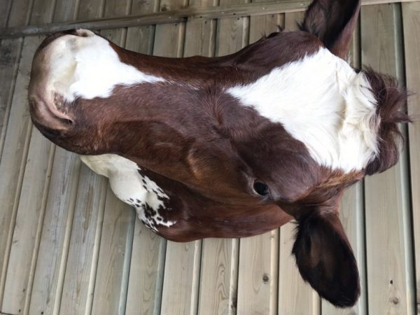 Beautifully taxidermy head of a cow.