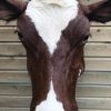 Beautifully taxidermy head of a cow.