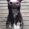 Beautifully taxidermy head of a cow.