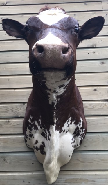 Prachtige opgezette kop van een koe.