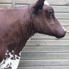 Beautifully taxidermy head of a cow.