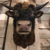 Beautifully taxidermy head of a Dexter bull.