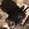 Beautifully taxidermy head of a Dexter bull.