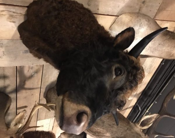 Beautifully taxidermy head of a Dexter bull.