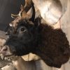 Beautifully taxidermy head of a Dexter bull.