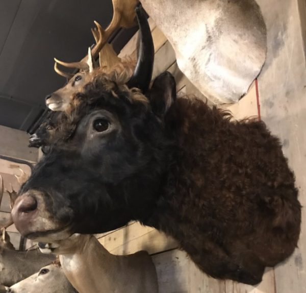 Beautifully taxidermy head of a Dexter bull.