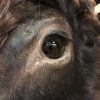 Beautifully taxidermy head of a Dexter bull.