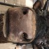 Beautifully taxidermy head of a Dexter bull.