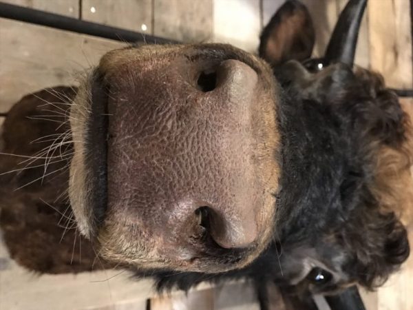 Beautifully taxidermy head of a Dexter bull.