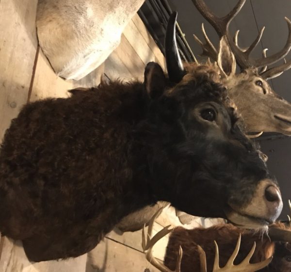 Beautifully taxidermy head of a Dexter bull.