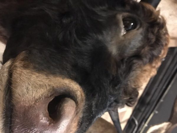 Beautifully taxidermy head of a Dexter bull.