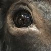 Beautifully taxidermy head of a Dexter bull.