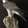 Beautifully taxidermy mature gyrfalcon