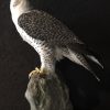 Beautifully taxidermy mature gyrfalcon