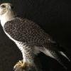 Beautifully taxidermy mature gyrfalcon