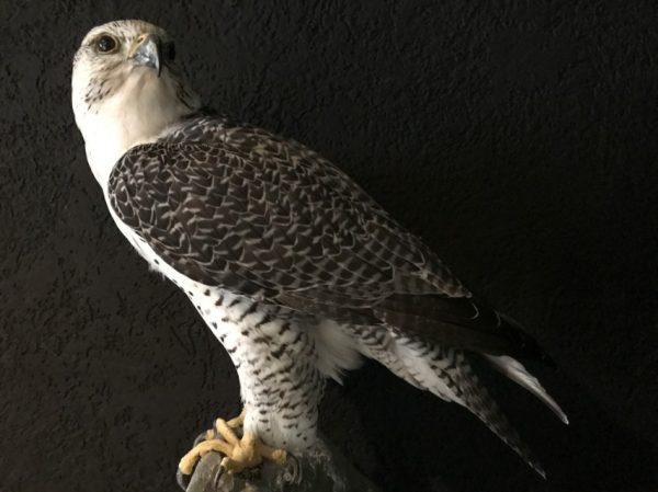 Beautifully taxidermy mature gyrfalcon