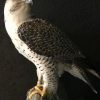 Beautifully taxidermy mature gyrfalcon