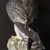 Beautifully taxidermy mature gyrfalcon