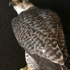 Beautifully taxidermy mature gyrfalcon