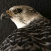 Beautifully taxidermy mature gyrfalcon