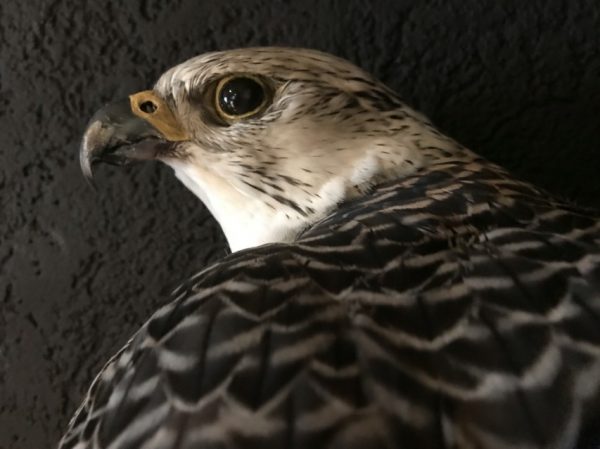 Beautifully taxidermy mature gyrfalcon