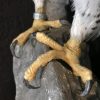 Beautifully taxidermy mature gyrfalcon