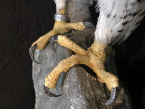 Beautifully taxidermy mature gyrfalcon