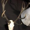 We have a very nice collection of capital roe buck antlers.