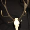 Big antler red deer