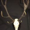 Big antler red deer