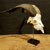 Big beautiful skull of a Billy Goat. €145,-