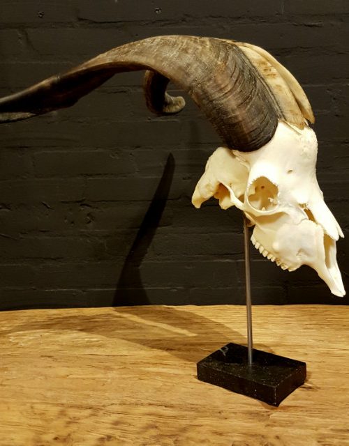 Big beautiful skull of a Billy Goat. €145,-