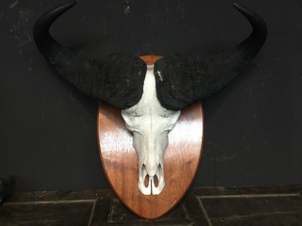 Big heavy skull of a Cape buffalo