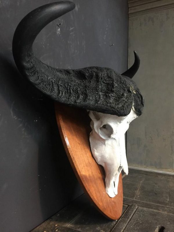 Grote zware schedel van een Kaapse buffel