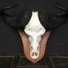 Big heavy skull of a Cape buffalo