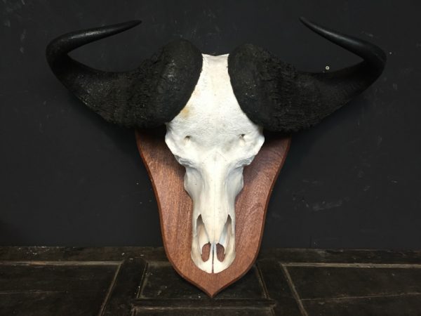 Big heavy skull of a Cape buffalo