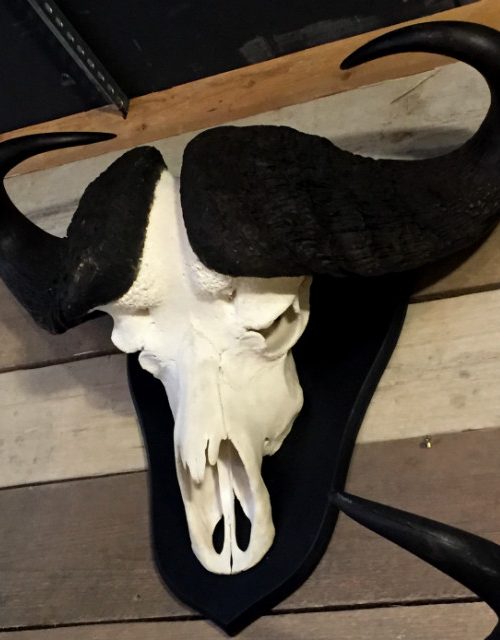 Big heavy skull of a Cape buffalo