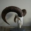 Capital mouflon skull on a stone base.