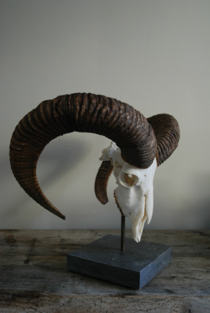 Big mouflon skull on a hard stone base