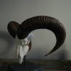 Big mouflon skull on a hard stone base