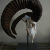 Big mouflon skull on a hard stone base