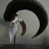 Big mouflon skull on a hard stone base